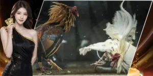 Đá gà Philippines: Văn hóa và nghệ thuật chiến đấu độc đáo